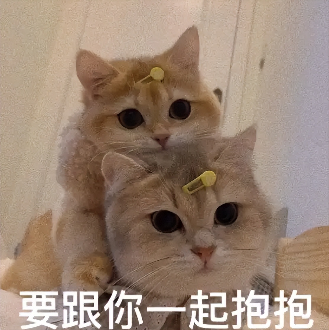 两个猫掐架怎么办,和铲屎官打架的猫咪