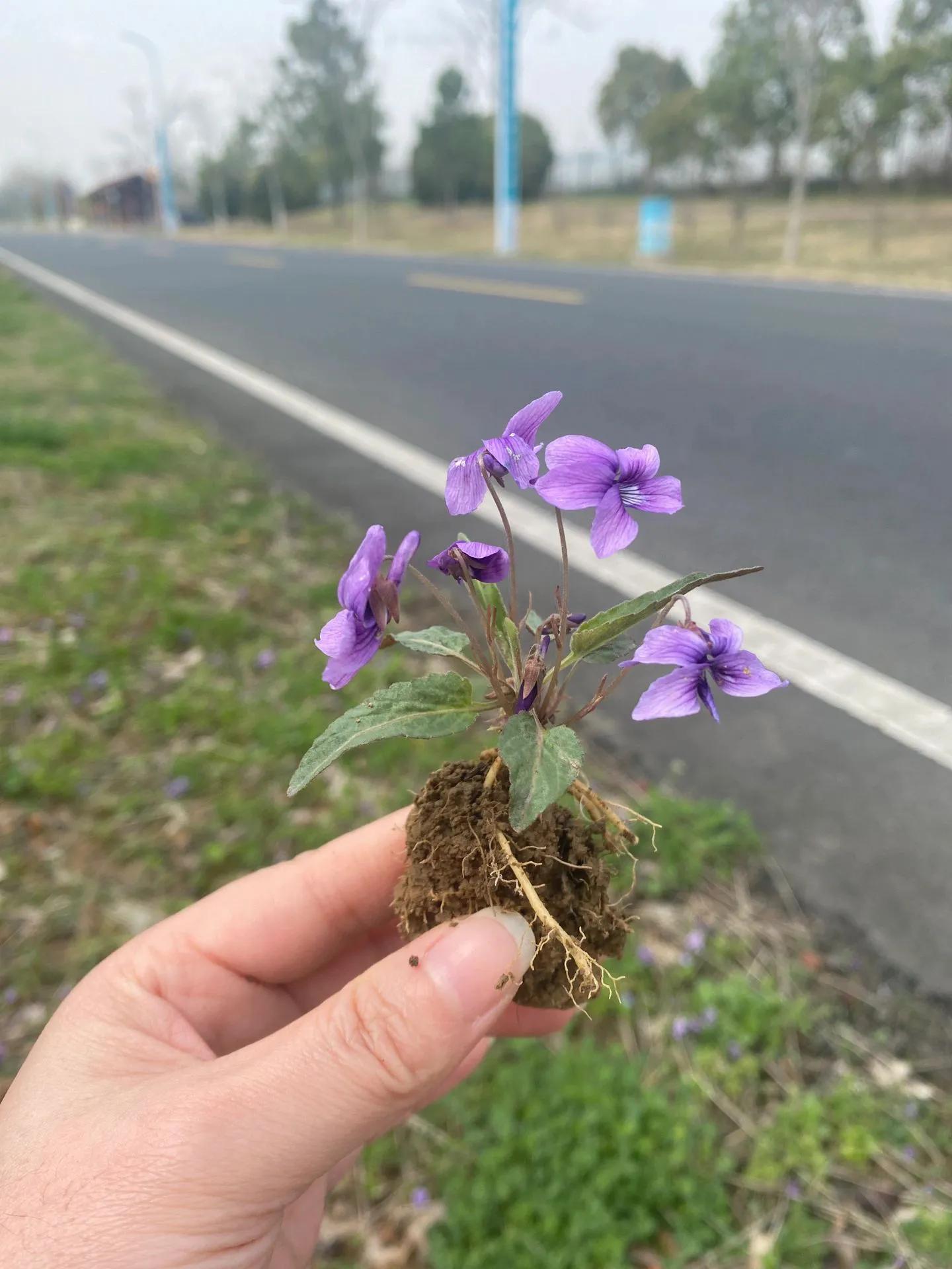 农村常见的顽固藤条植物,农村常见的止血植物图片