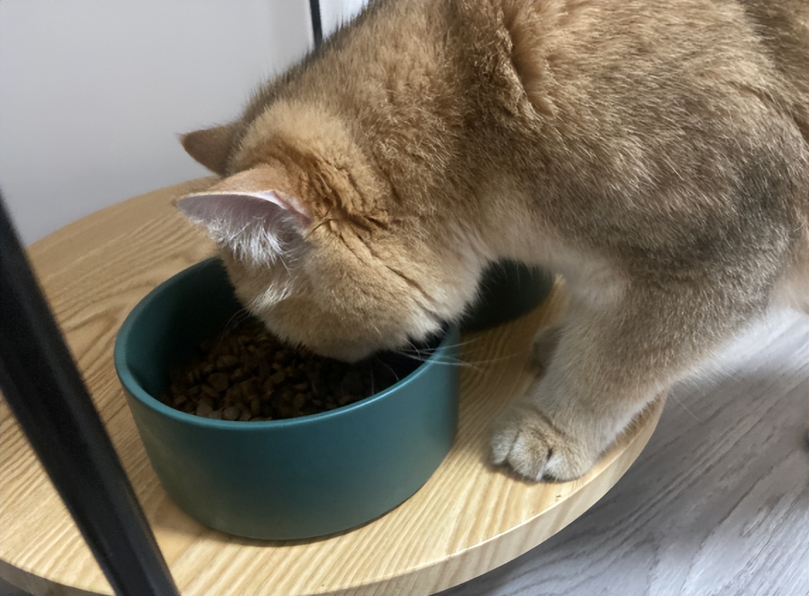 猫粮幼猫推荐真实测评红黑榜,喵达混合冻干猫粮