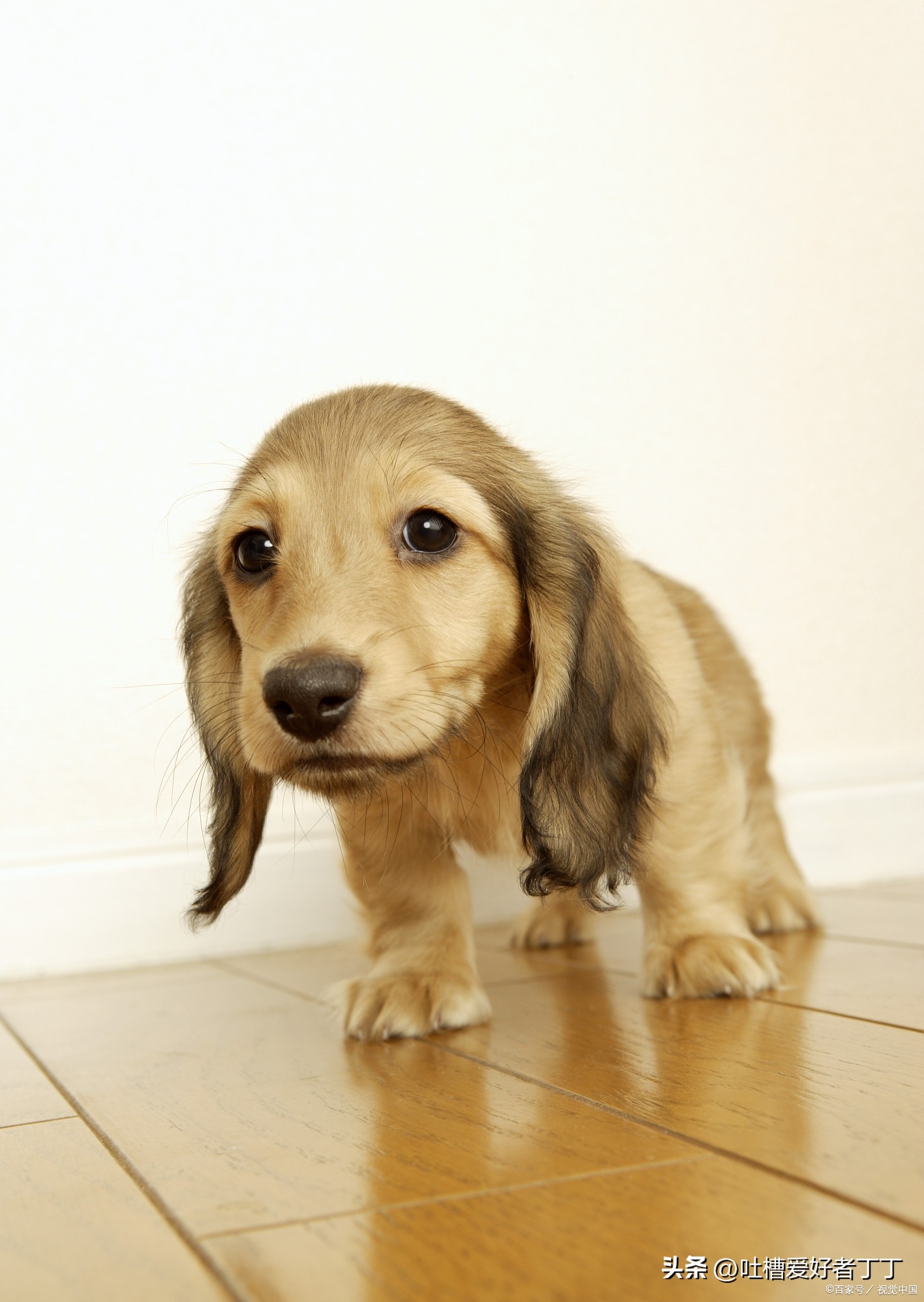 女生分手后养狗的心理,喜欢养狗的女生人品怎样