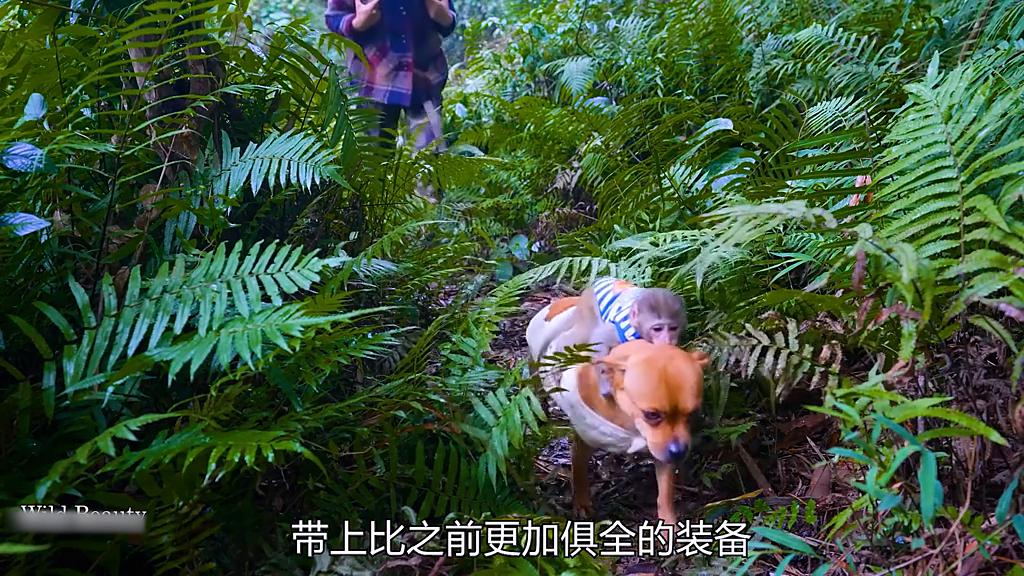 野外生存原始森林21天,荒野庇护所搭建狩猎小屋