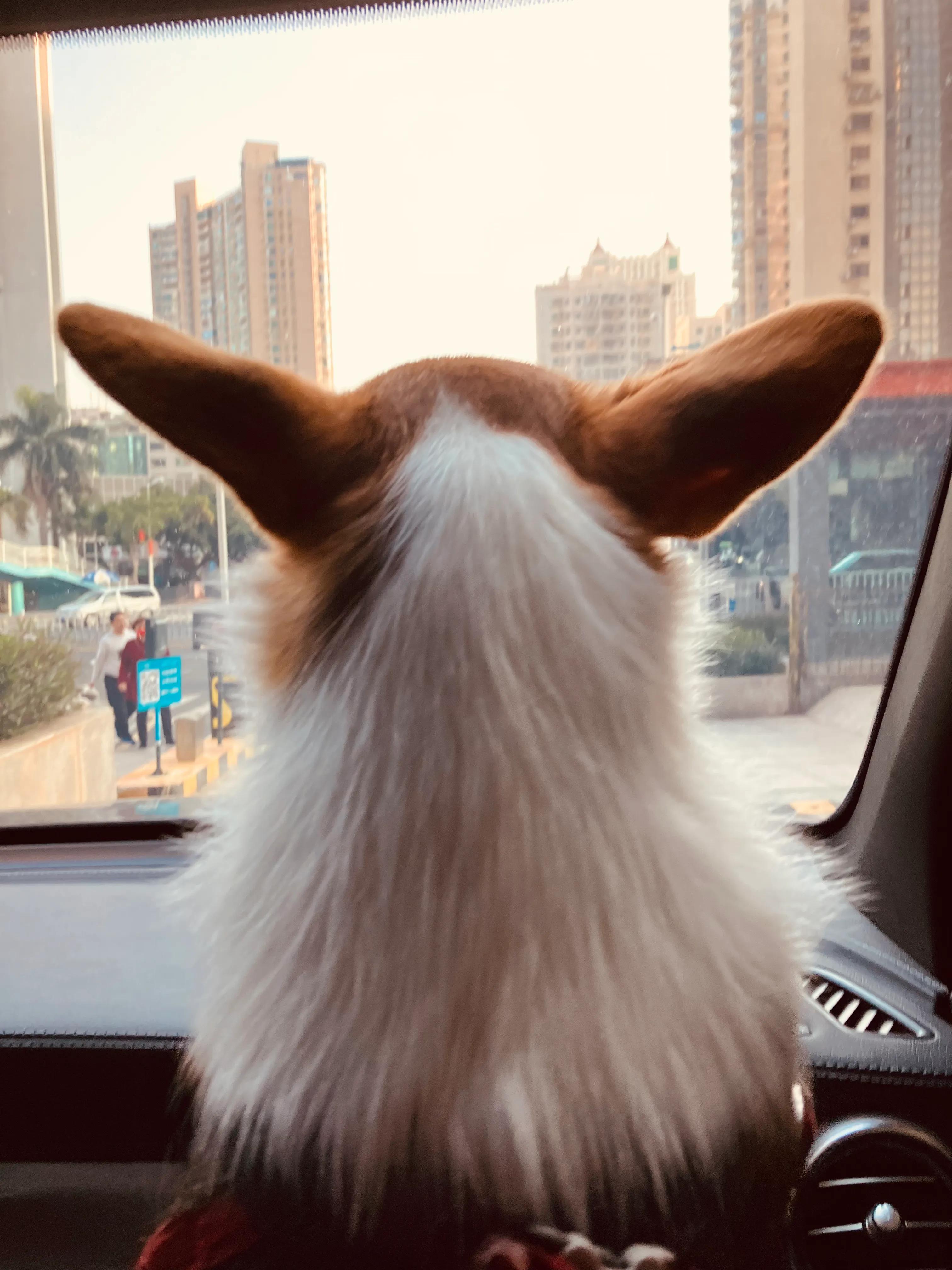 爱宠记‖像对爱情一样慎重