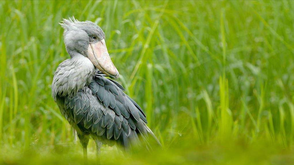 世上最萌的动物考拉,最懒的动物考拉