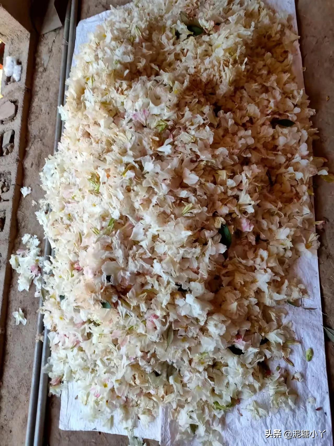 野花野菜推荐,农村最美味的6种野菜地皮菜