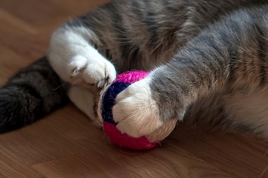 如何知道猫咪应激症状得到缓解,猫咪应激反应会出现哪些症状