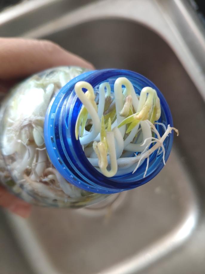 自制免浇水发豆芽,自己怎么做发豆芽神器