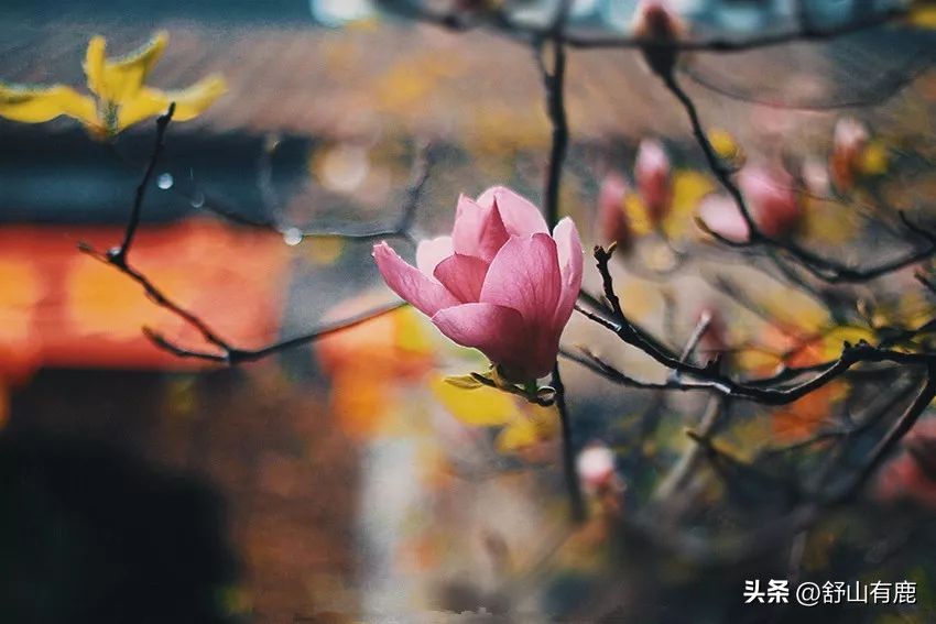 哪十种梦代表好运,人有福气往往生活中做事都很顺利