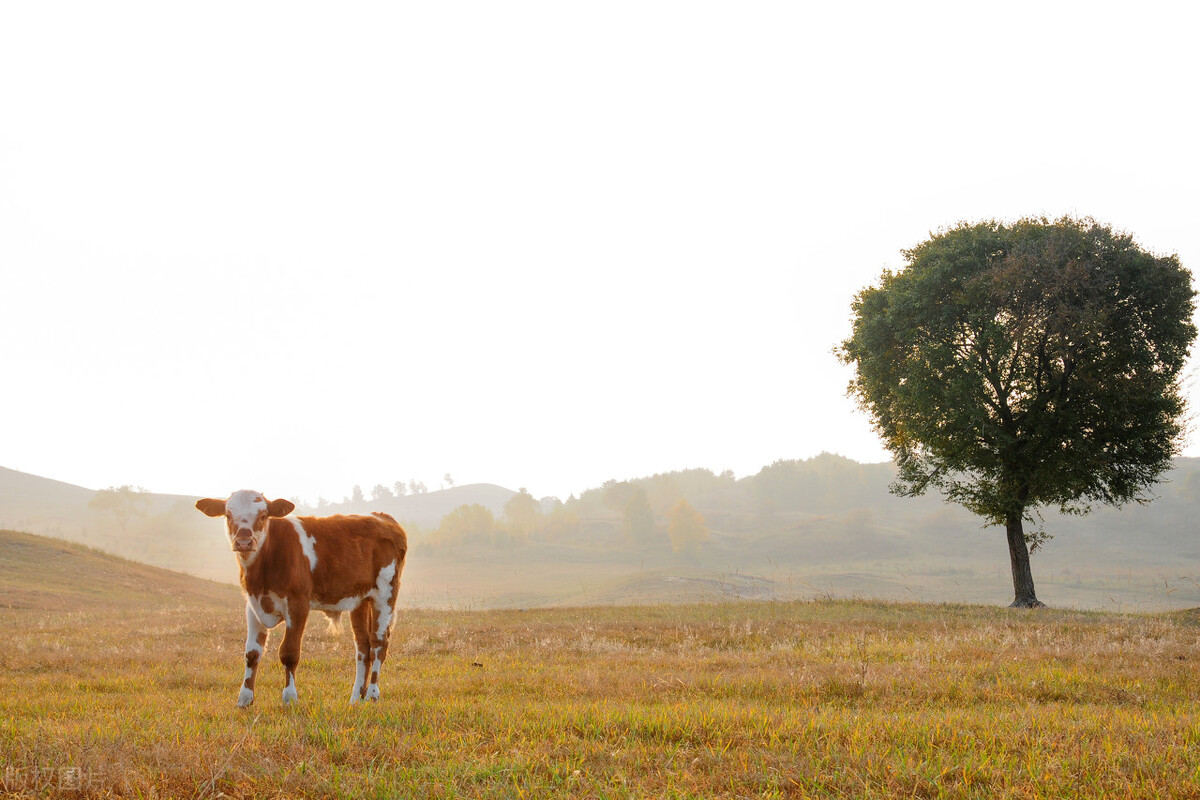掌握母牛的妊娠诊断技术