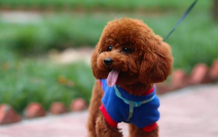 怎样让泰迪改掉护食的毛病,泰迪怎么训练才能让它听话