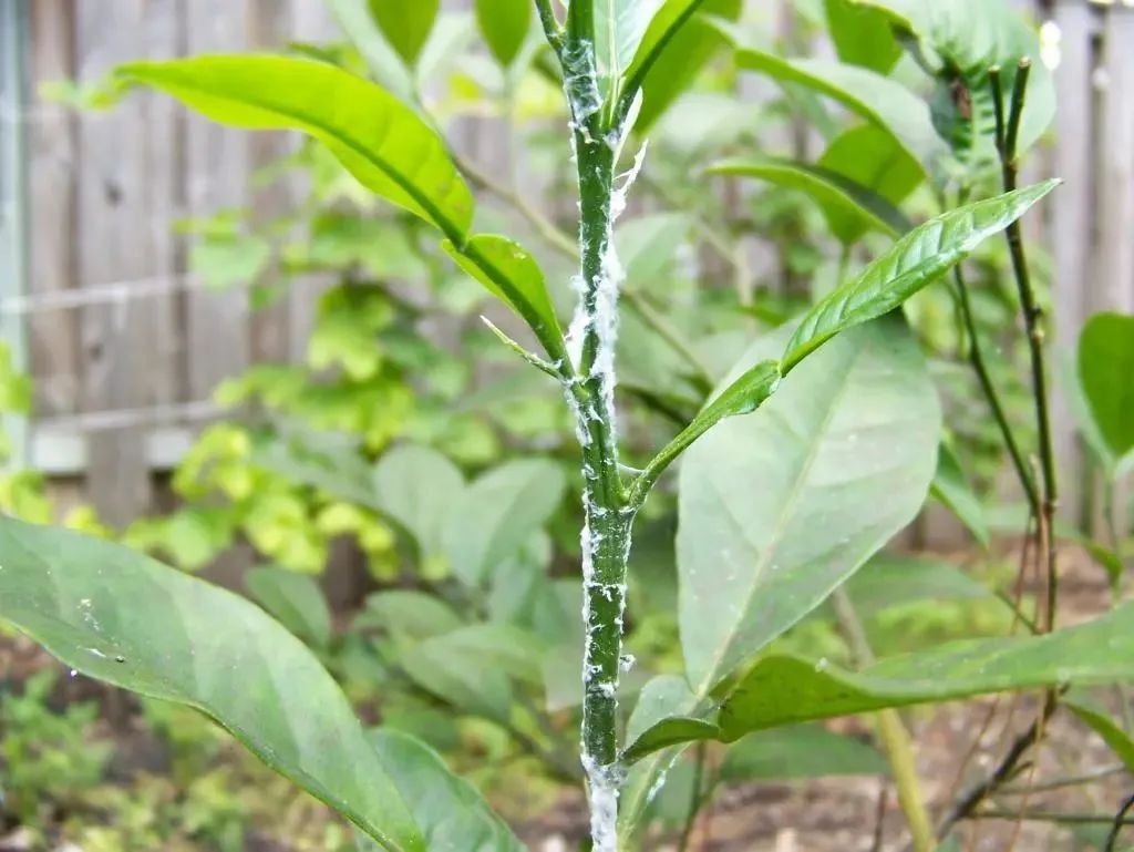 什么植物最爱招蚧壳虫,蚧壳虫会把绿植主干危害成啥样子
