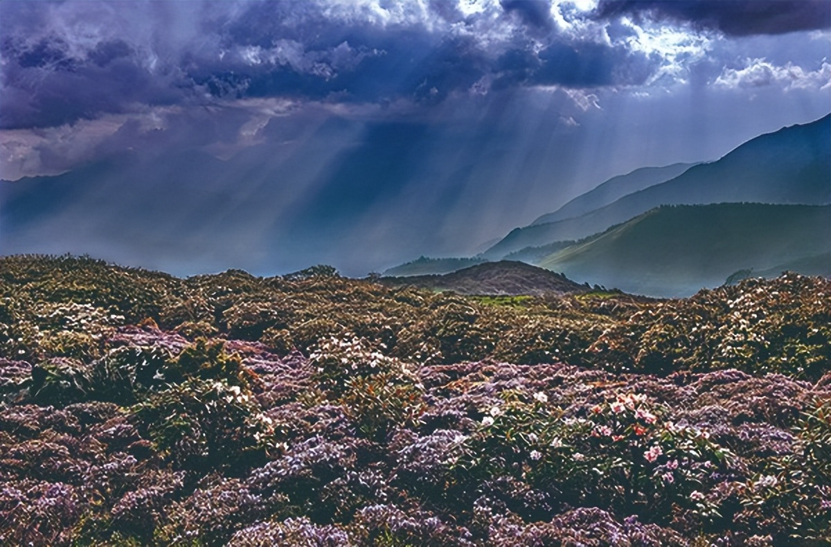 宝兴高山杜鹃,大别山杜鹃科普园