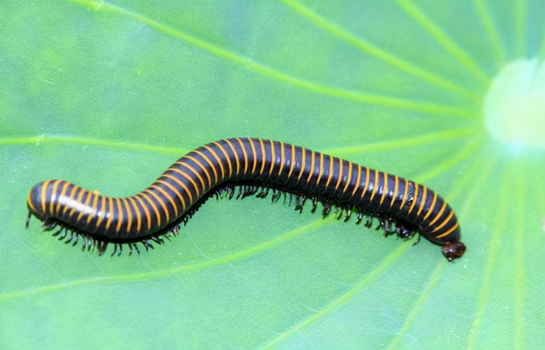 英国发现史前巨虫，看着像蜈蚣，体长2.59米，放到现在有多可怕？