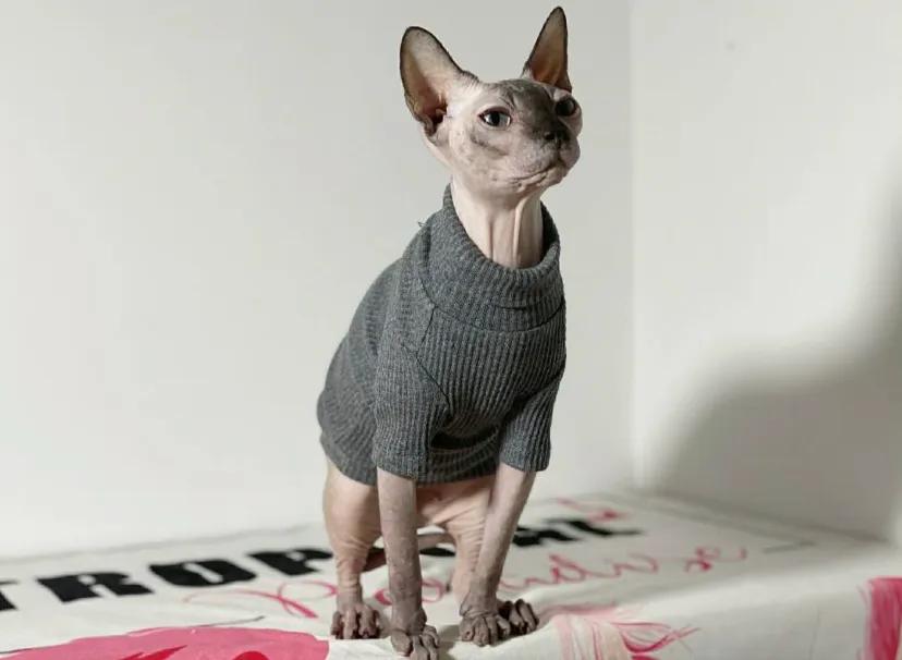 第一次养猫怎么选猫粮,第一次养猫适合养什么猫