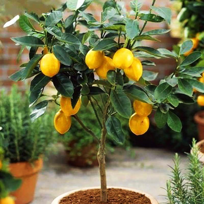 柠檬树适合在家养吗,在家养柠檬树注意点