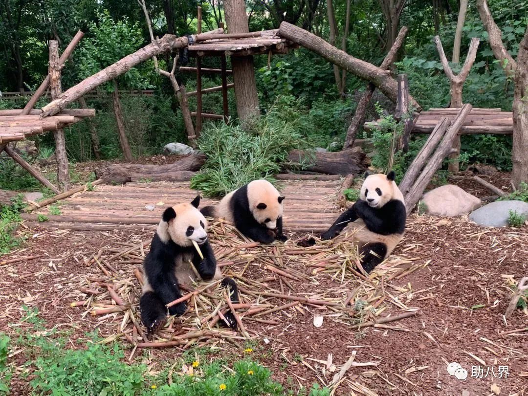 成都高新区景点打卡,成都网红桥打卡景点