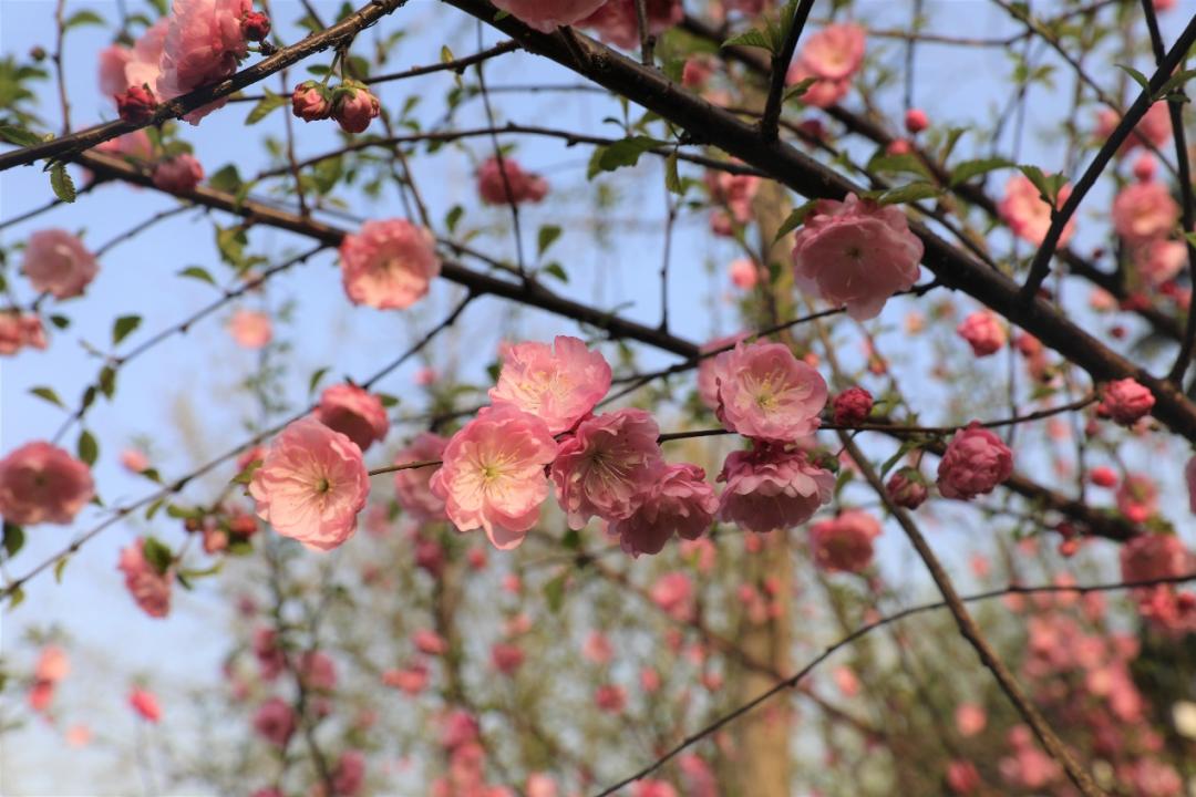 鐩哥害鍐滃ぇ,鐩歌仛浜戠鐩哥害鍐滃ぇ