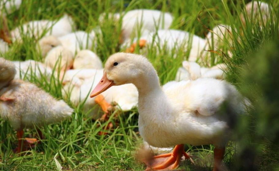 蛋鸭吃什么下蛋最快,如何让蛋鸭下蛋干净