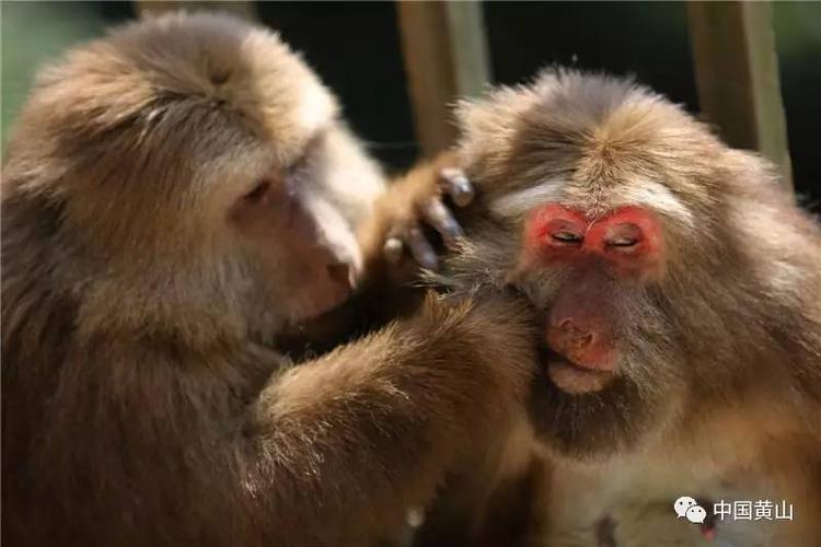 猴崽苦练猴爪功和铁砂掌，随母逃亡八年后竟然一掌成王|故事