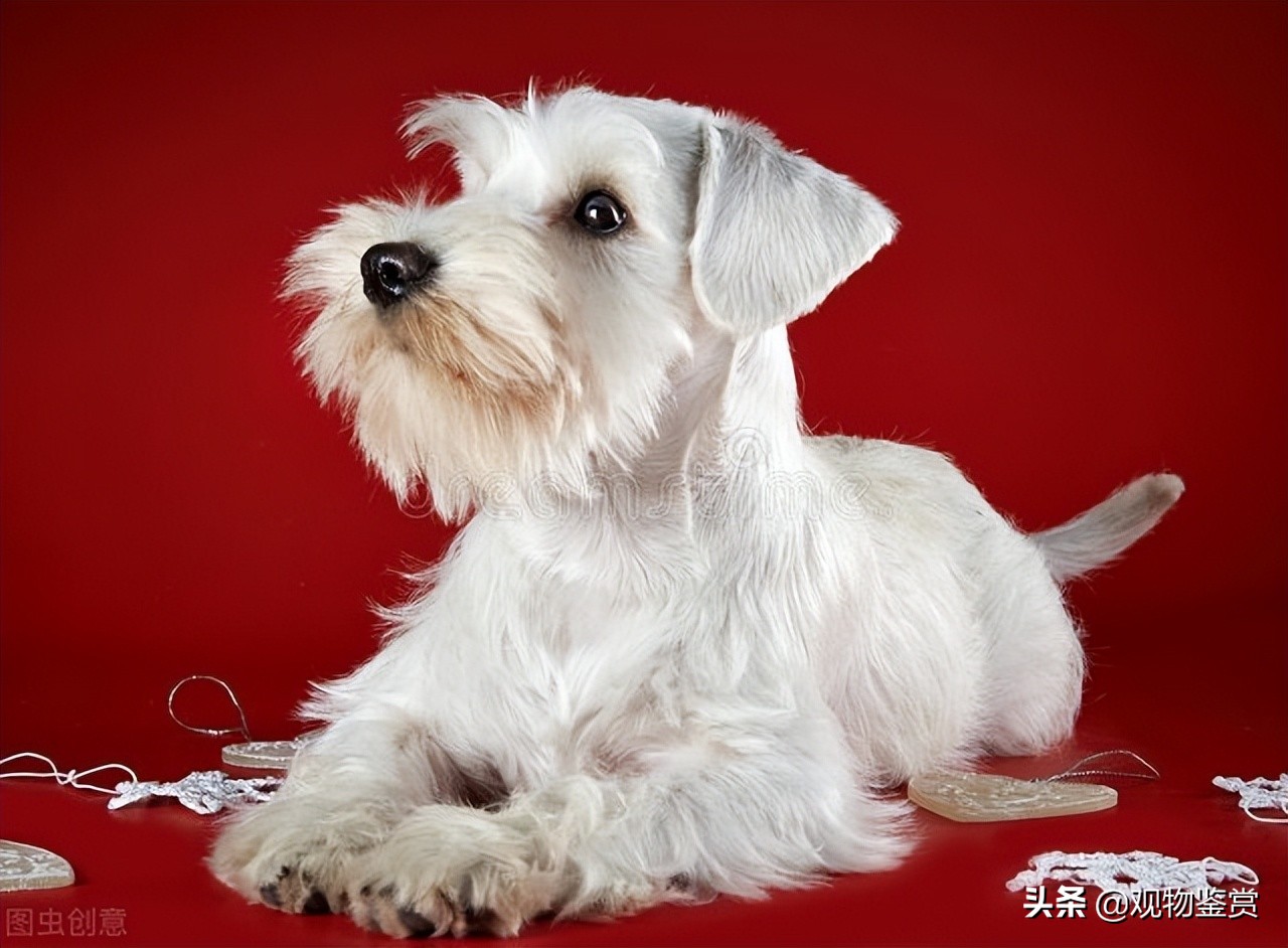 不易掉毛的狗狗有哪些,不容易掉毛的狗狗有哪些