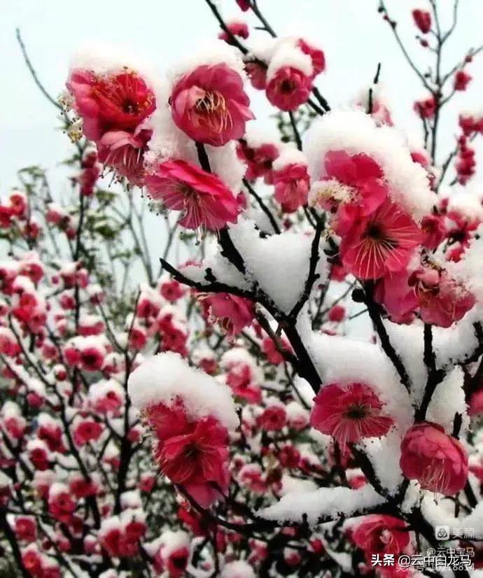 张甫升七律诗欣赏,张甫升七律组诗