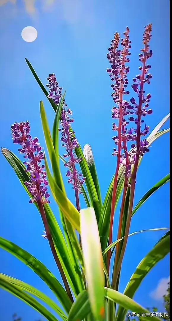 一草一木皆本心一花一叶皆菩提,一花一叶一菩提一草一木皆有情