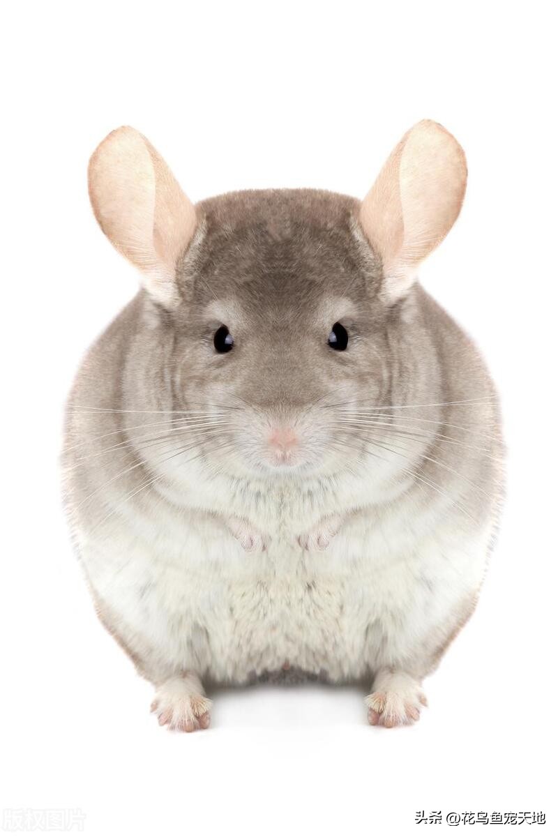 龙猫的缺点和优点有哪些,龙猫皮肤问题