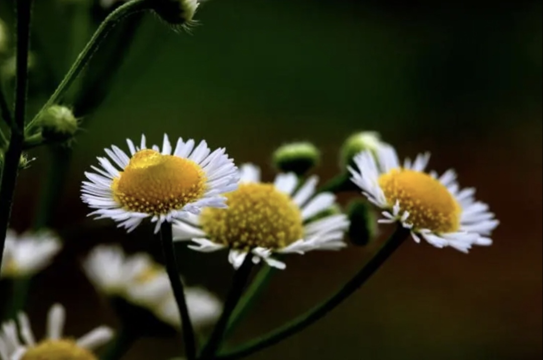菜根谭最好的活法,菜根谭的修心之道