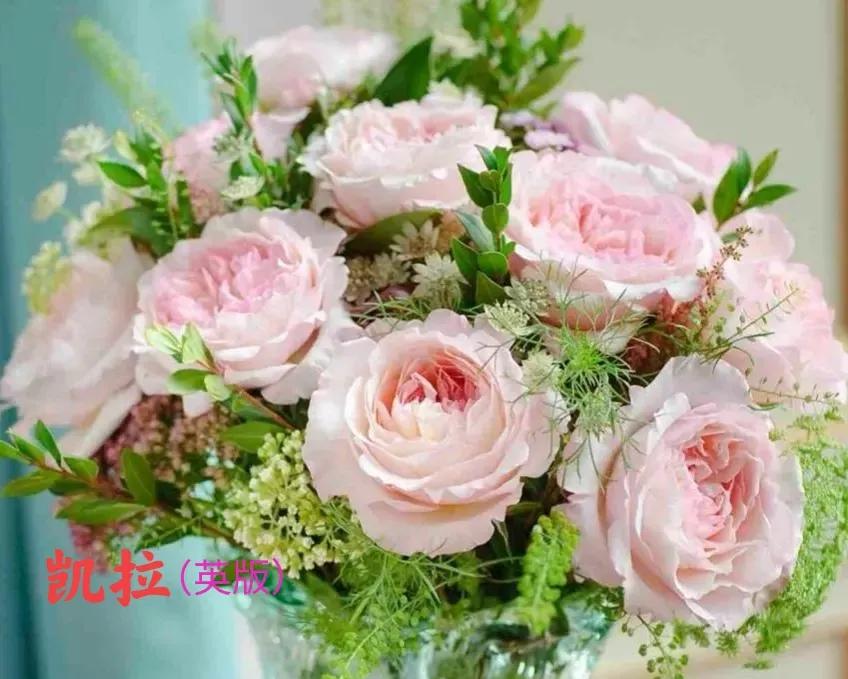 常见切花月季一览（40）（接上期）