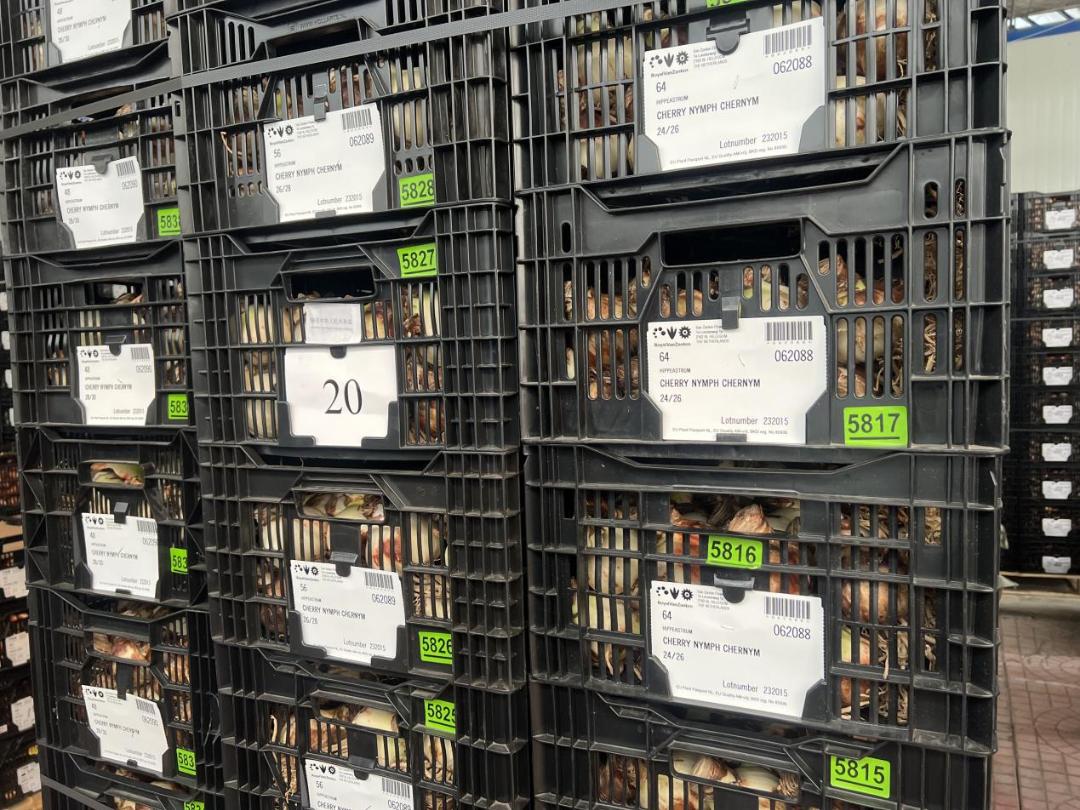 客单价高的绿植,最流行的球根花卉