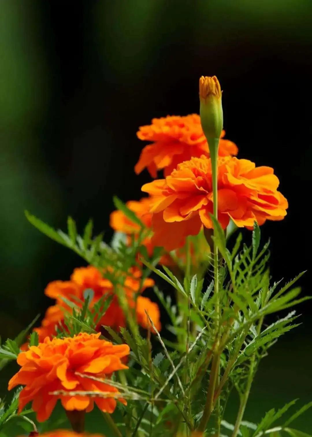 国色天香秀色可餐的美女 (秀色可餐与国色天香)