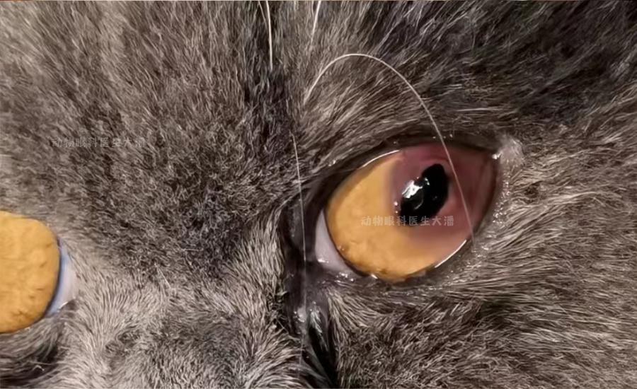 猫角膜炎怎么治疗最快,小猫坏死性角膜炎