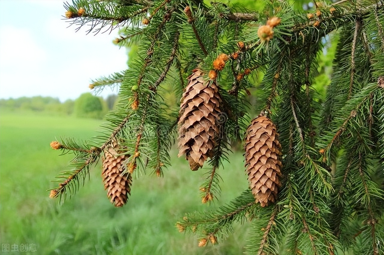 “云杉树上云杉果，云杉树下你和我”记一汽-大众ID.森林公益活动