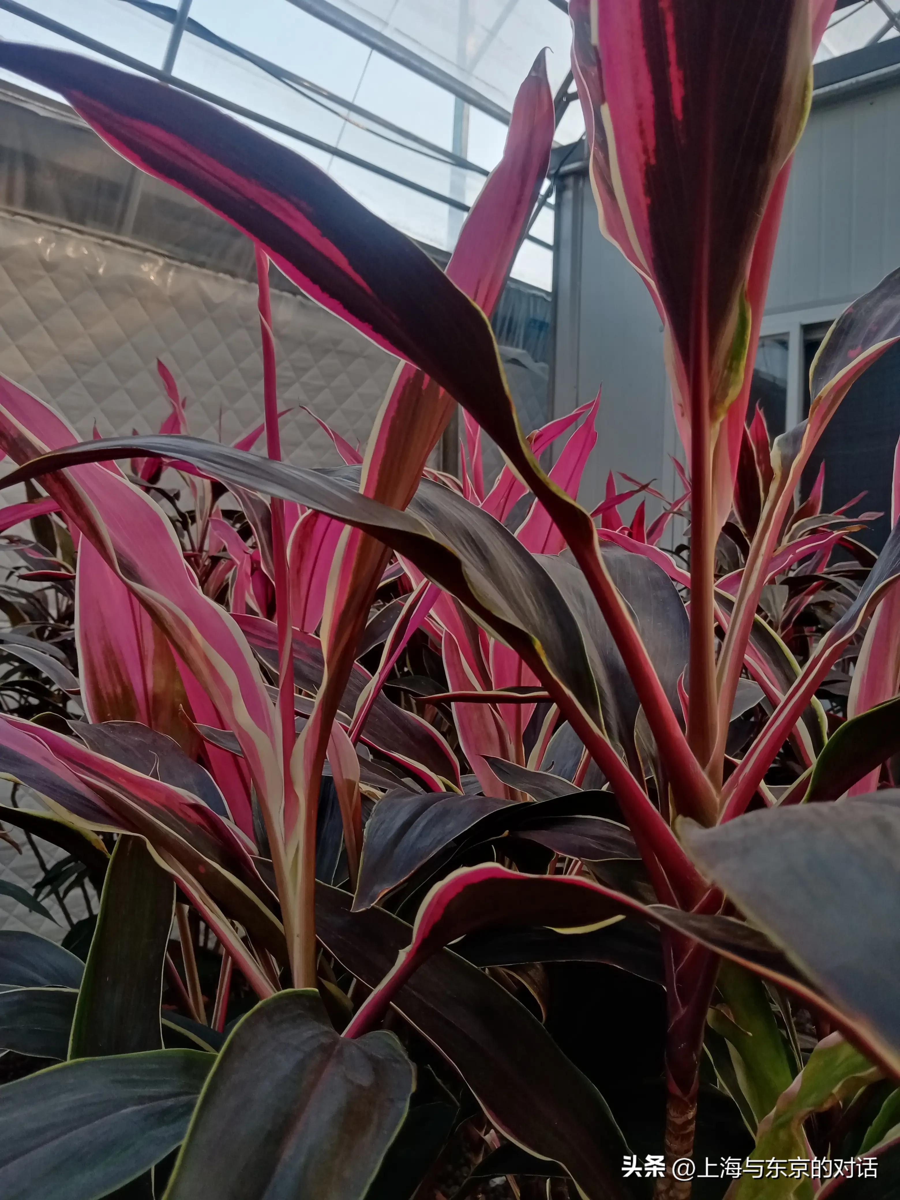 蛤蟆先生为什么抑郁了,蛤蟆先生抑郁的原因