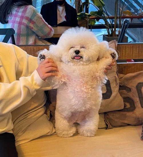 比熊鼻子有三指长纯不纯,怎么知道买的比熊是小体还是标体