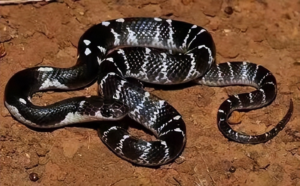 丛林探险美食大全,真正的丛林美食有哪些