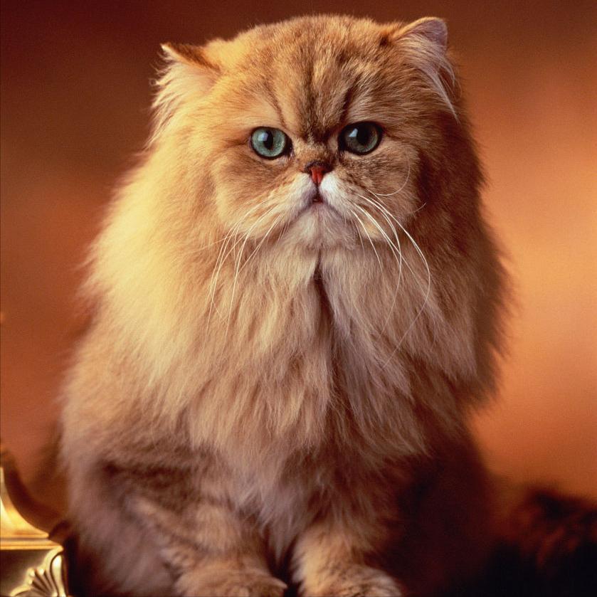 养猫一时爽撸猫火葬场,买猫一时爽养猫火葬场