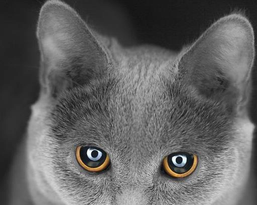 宠物猫舔主人脸怎么回事,猫为什么舔人类幼崽