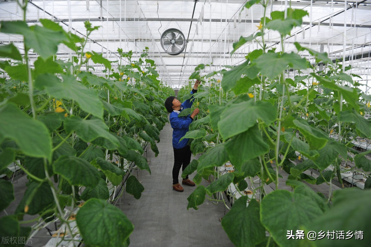 小苏打在农作物上的功效,种植蔬菜要学会使用小苏打