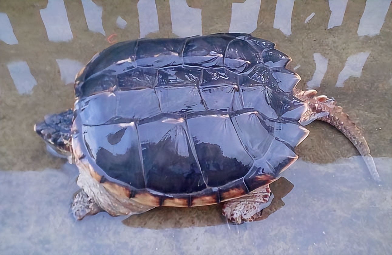 男子放生鳄龟事件,男子放生鳄鱼龟