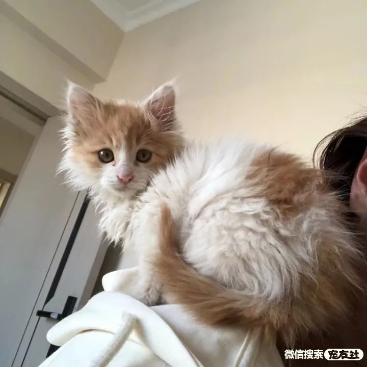 同城附近宠物店领养*养送**平台, 无偿幼猫咪狗狗救助-1231宠友社