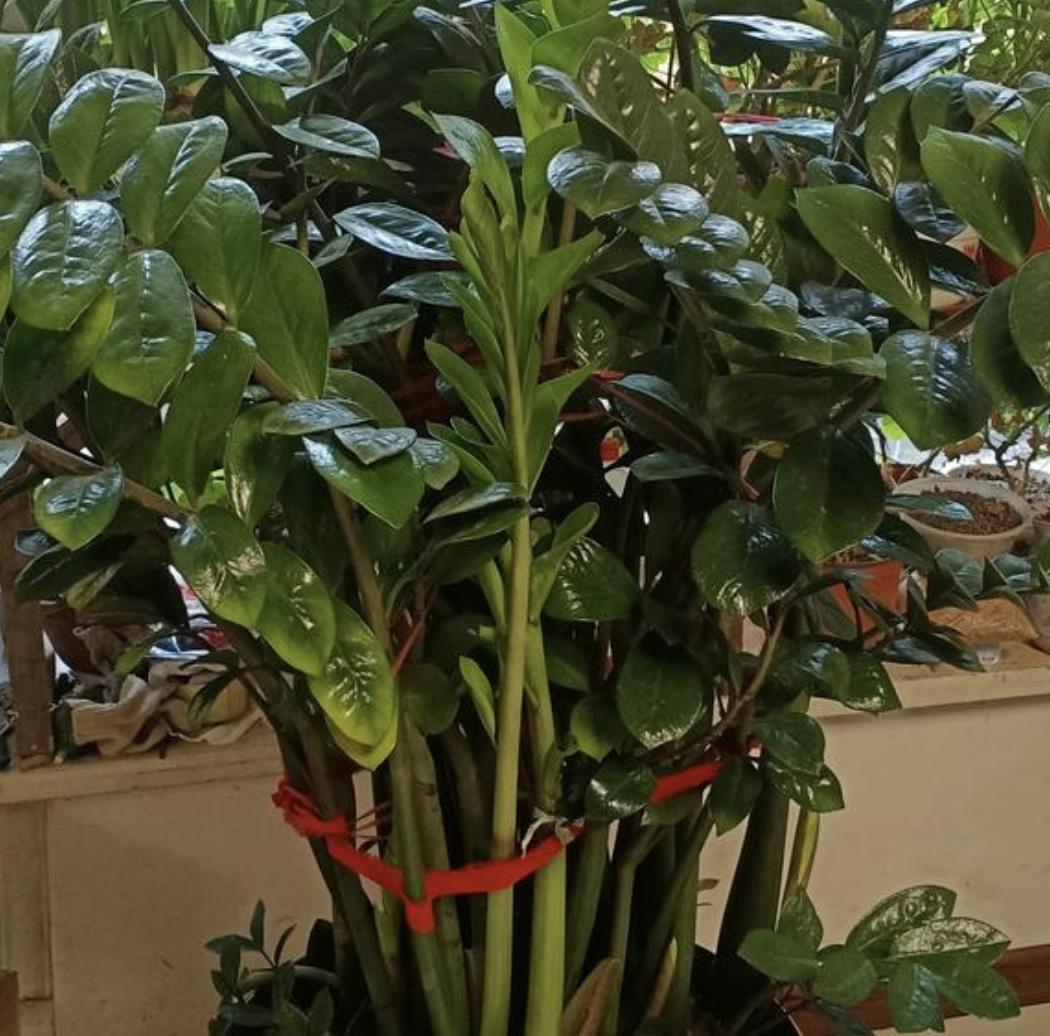 老人说门前有三树富贵绕道行,老话说门前不放三物院内不栽三树