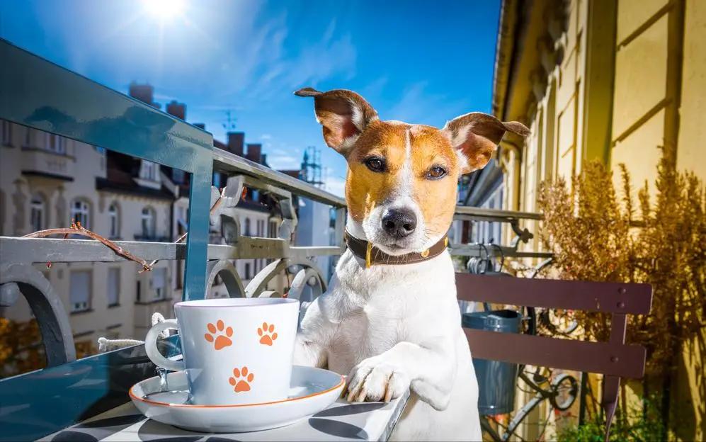 哪种狗便宜几百块就可以拿下,狗比较贵又诚实