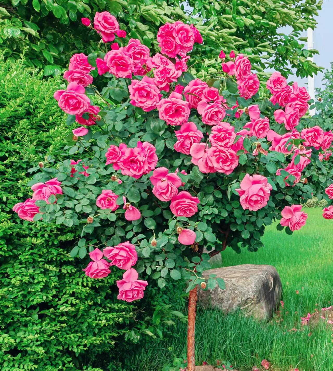 高杆月季素材,高杆月季五公分