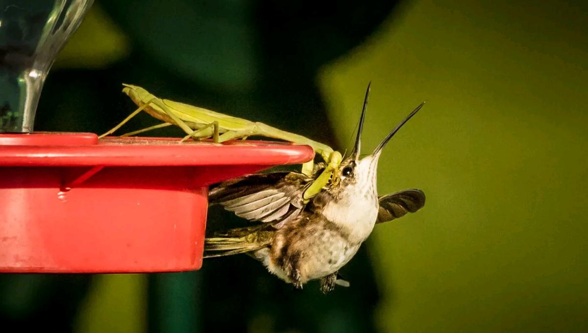史上最凶残的昆虫,史上最凶残的五种昆虫