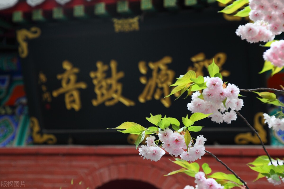 世界赏樱胜地东湖樱园樱花盛开,中国赏樱胜地堪比日本东京