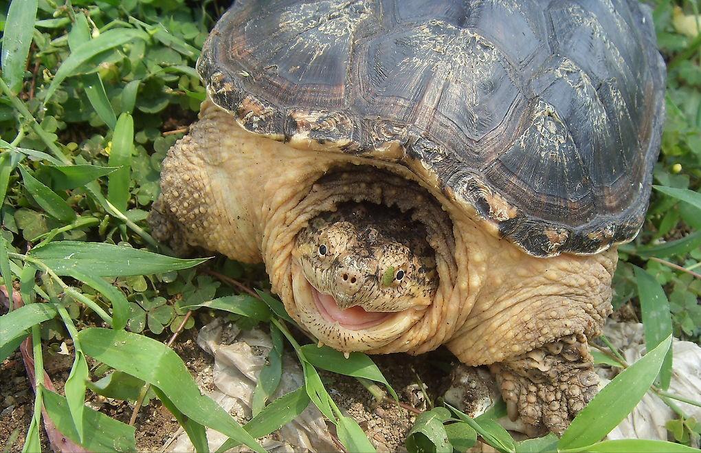 鳄龟养殖方法和注意什么,鳄龟苗子深水饲养方法