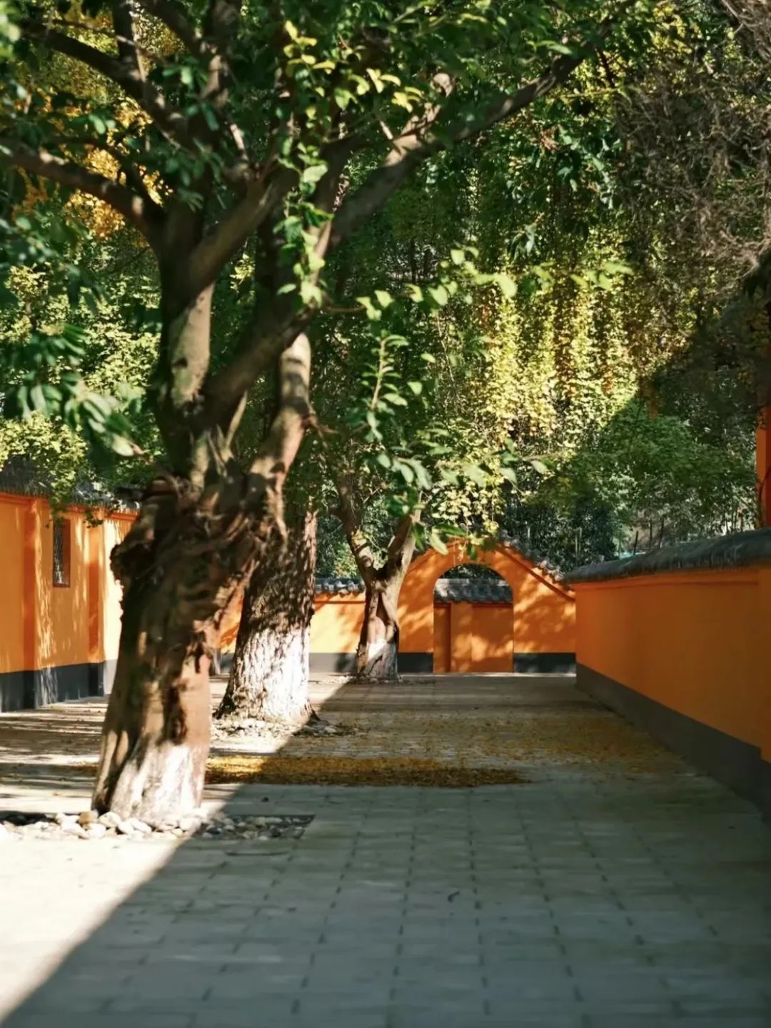 褰窞鐧介箍灏忛晣闇嶆牸娌冭尐,褰窞闇嶆牸娌冭尐