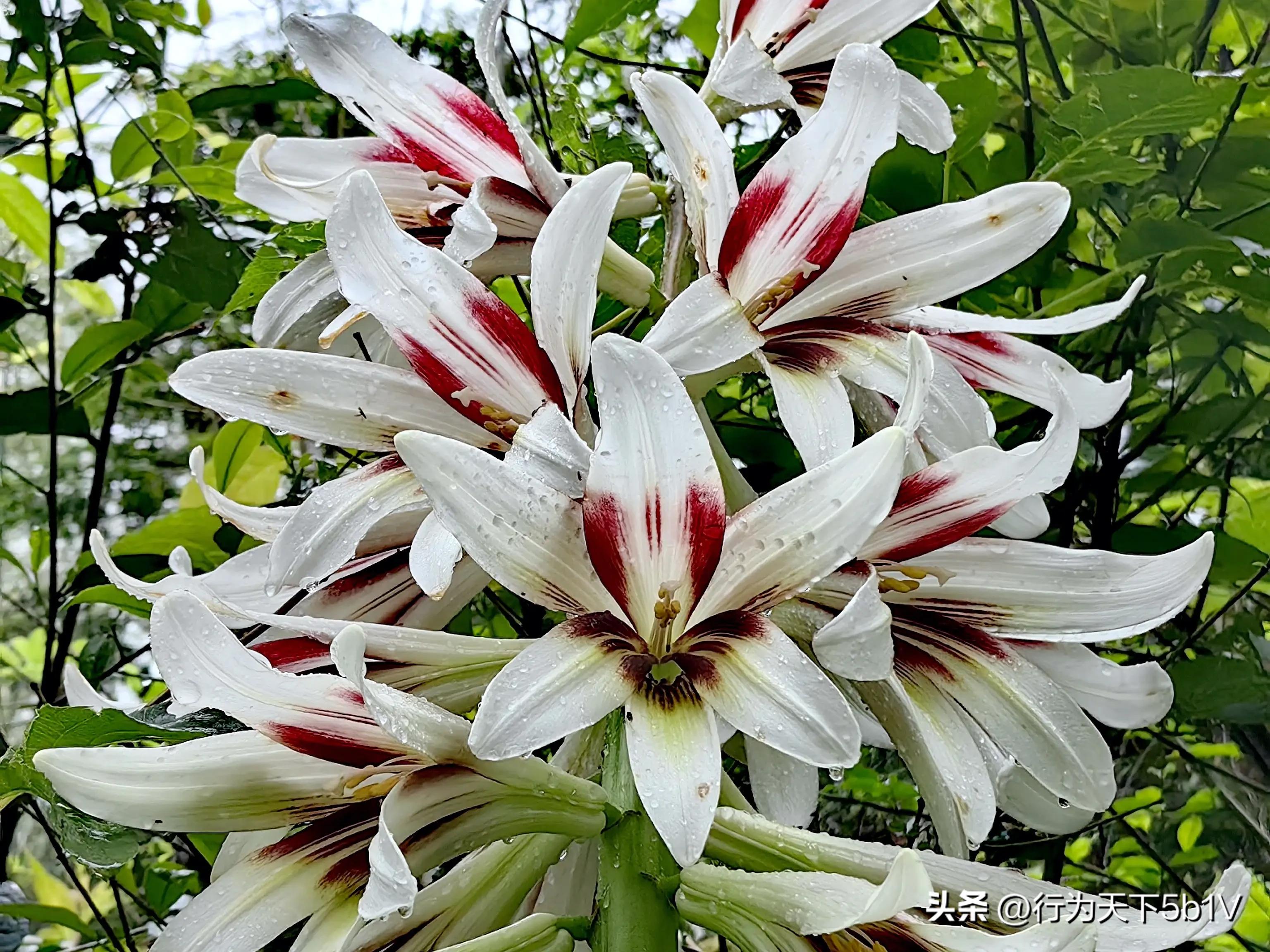 【探秘宛田红滩瀑布溯溪梦江吉翁瀑布】穿越花坪神秘风景线