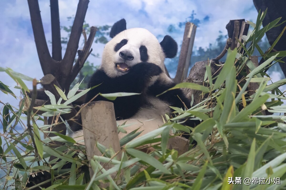 成都到乐山途中有哪些旅游景点,四川成都附近的旅游景点有哪些