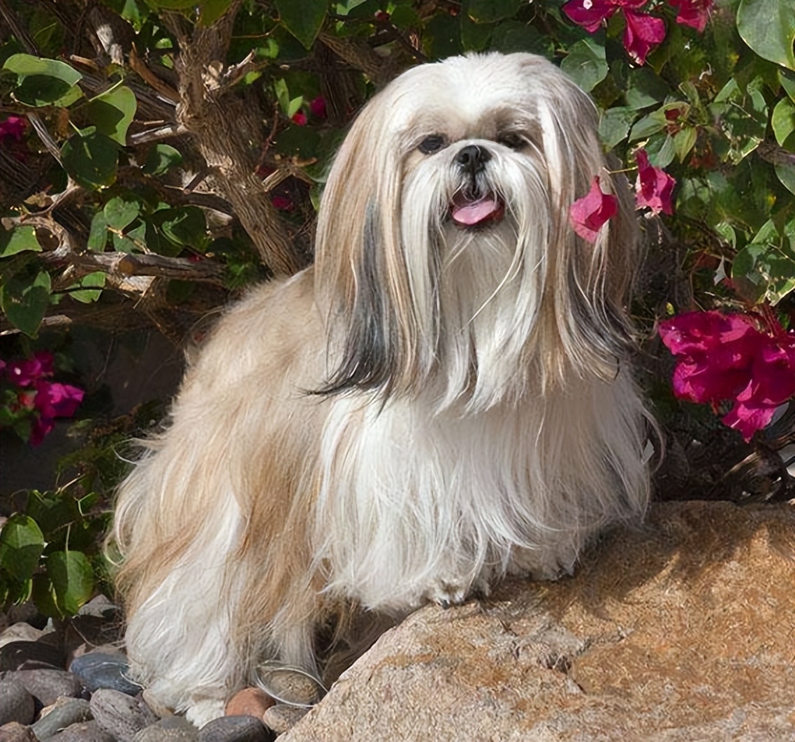 中华田园犬的血统是狗中最高贵的,中华田园犬五大名狗品种